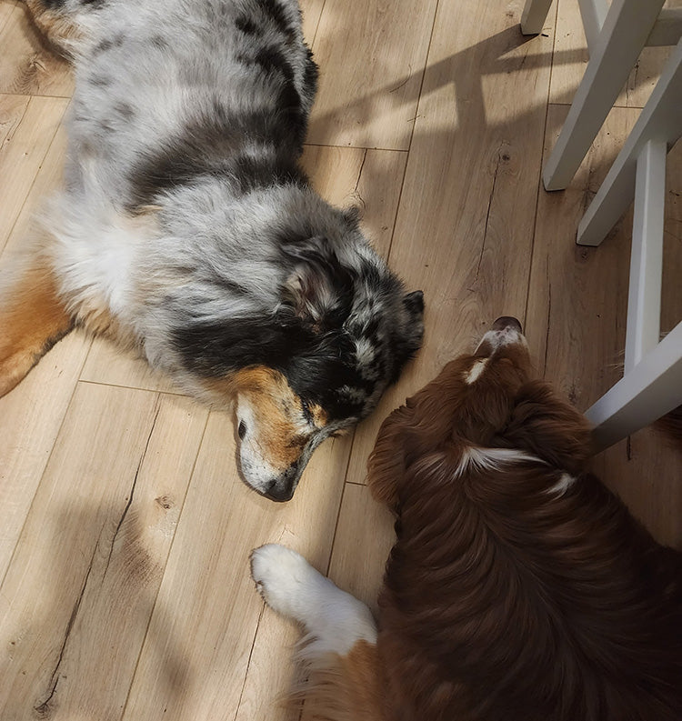 Pet Wellness Pet Wellness