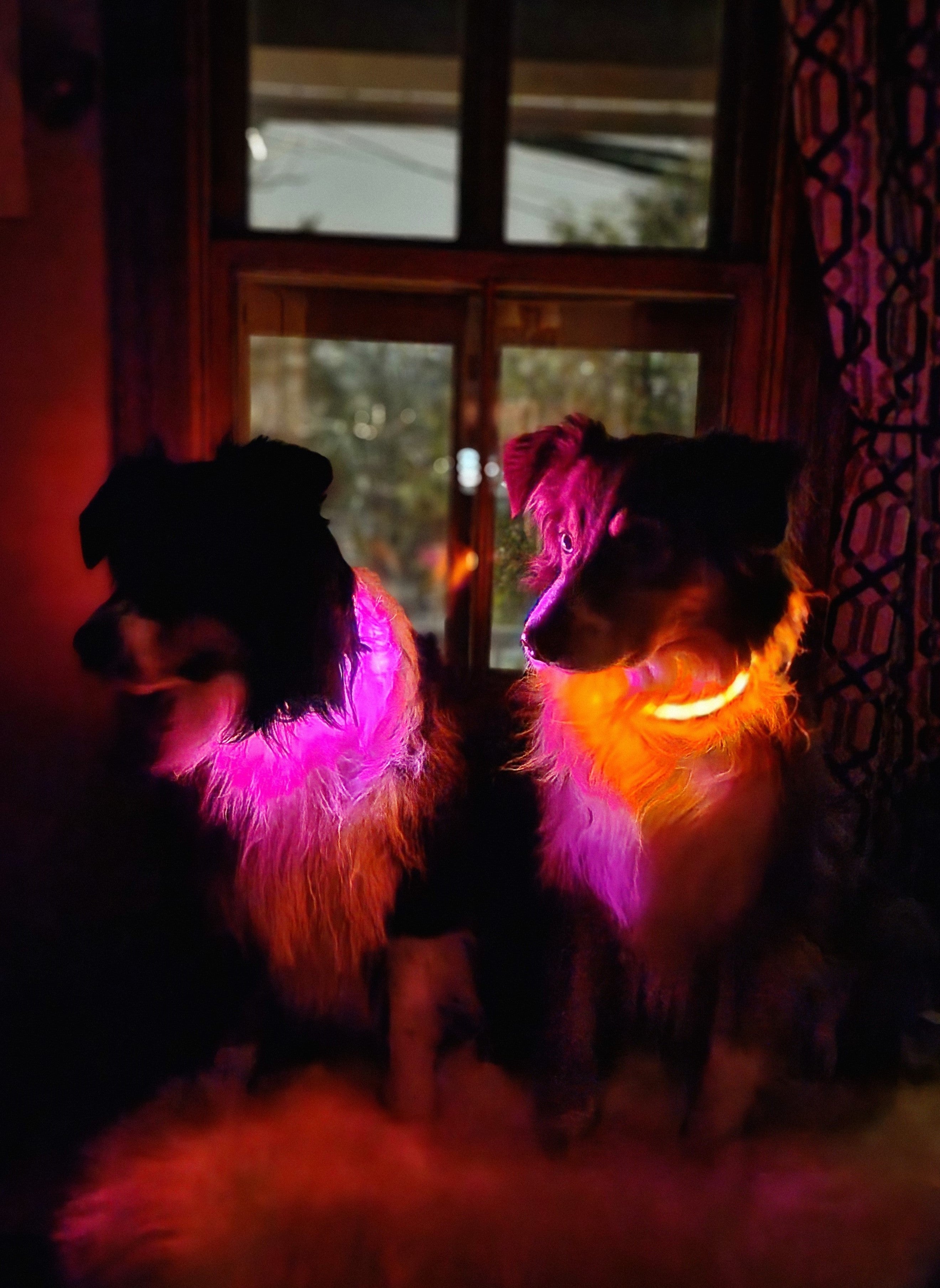 DISCO LED DOG COLLARS DISCO LED DOG COLLARS