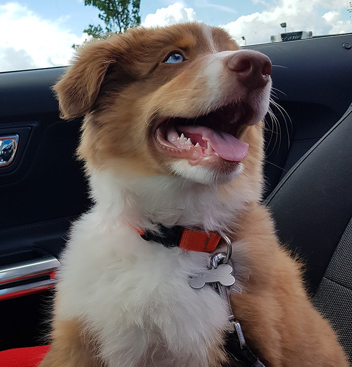 Collar, Leash & Harness Collar, Leash & Harness