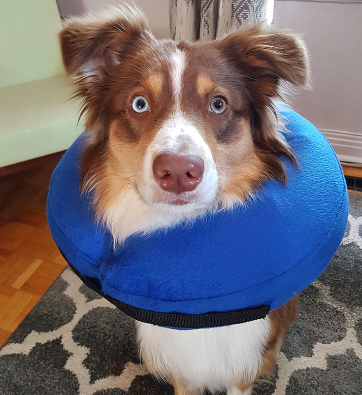 Inflatable Pet Recovery Collar DogBudz