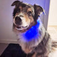LED Dog Collar