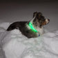 LED Dog Collar