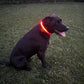 RED LED COLLAR ON BLACK DOG
