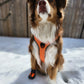 orange dog harness with no pull hook