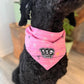 Black dog wearing a pink bandana with Dogbudz logo