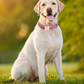 Personalized Dog Collar
