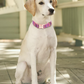 Personalized Dog Collar