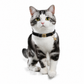 Collier de chat personnalisé avec boucle de sécurité détachable
